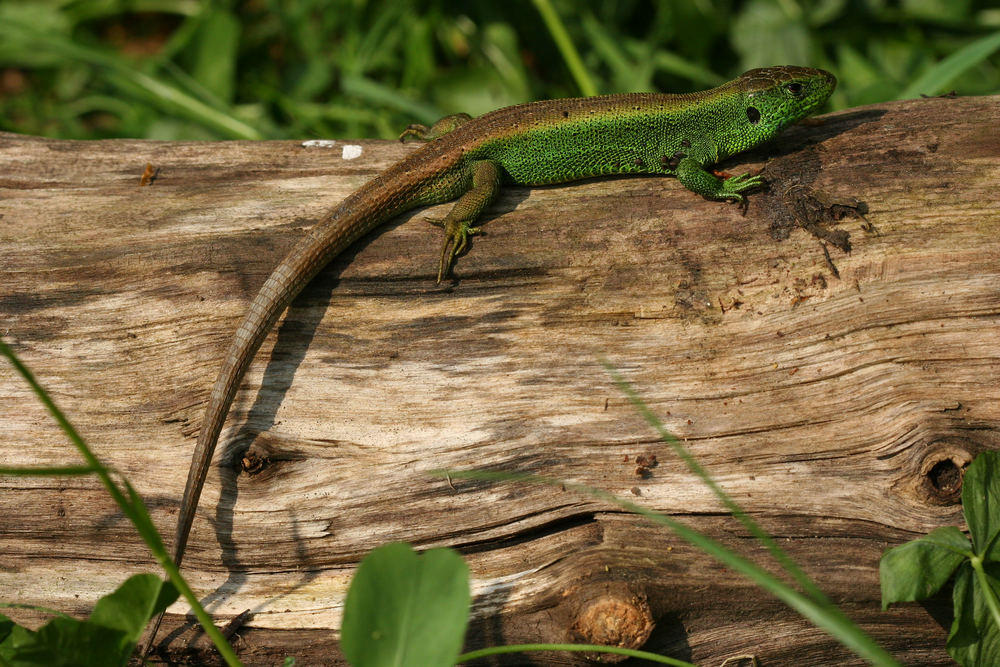 Die Zauneidechse (Lacerta agilis)