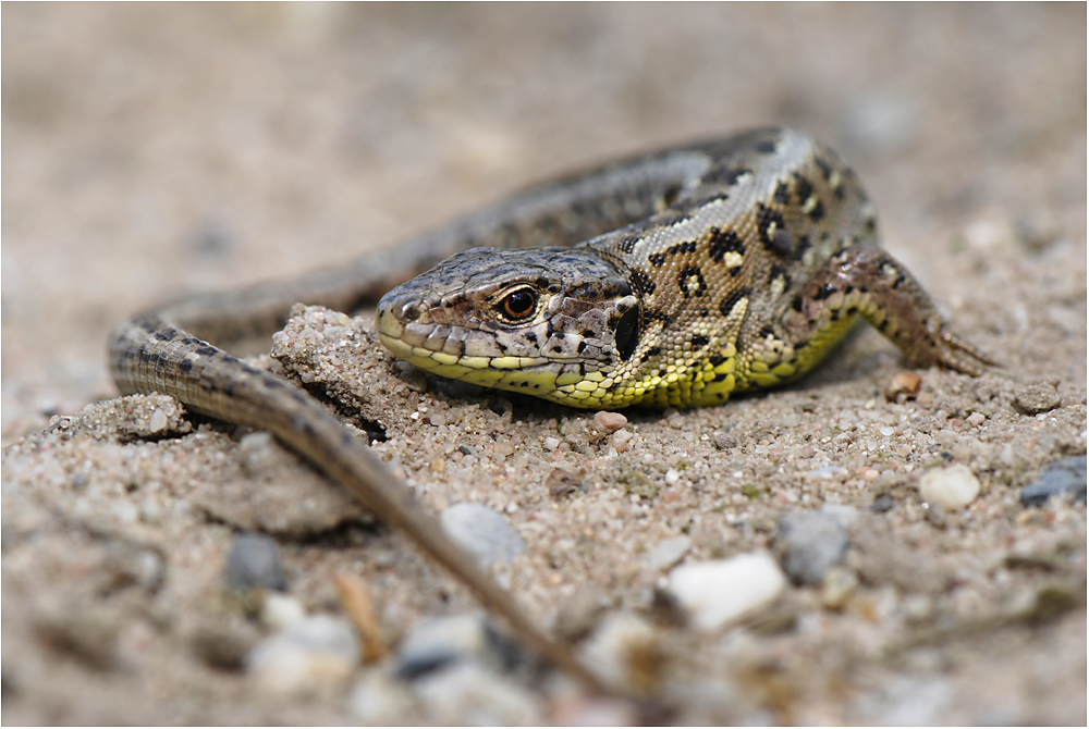 Die Zauneidechse | Lacerta agilis von Frank. Paul. 