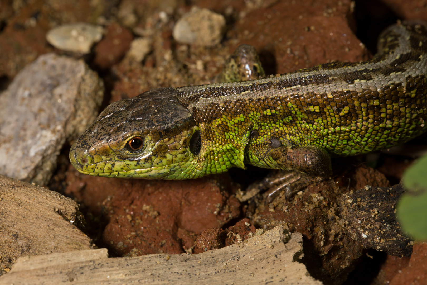 Die Zauneidechse (Lacerta agilis)