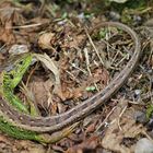 Die Zauneidechse (Lacerta agilis).