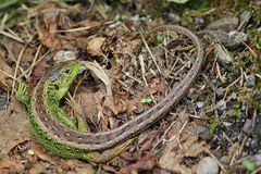 Die Zauneidechse (Lacerta agilis).