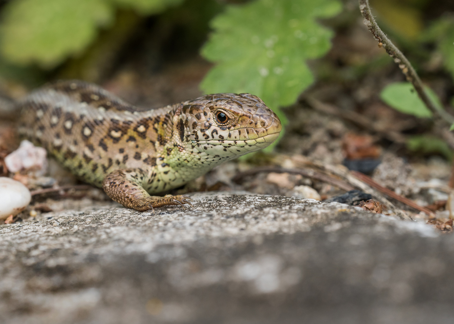 Die Zauneidechse (Lacerta agilis)