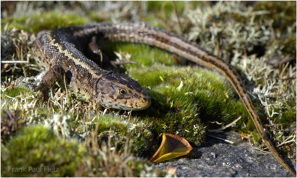 Die Zauneidechse | Lacerta agilis