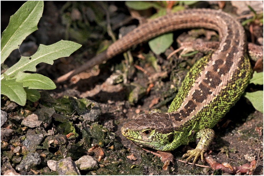 Die Zauneidechse Männlich (Lacerta agilis)....