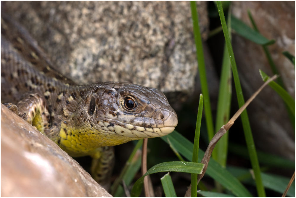 Die Zauneidechse Weiblich (Lacerta agilis)....