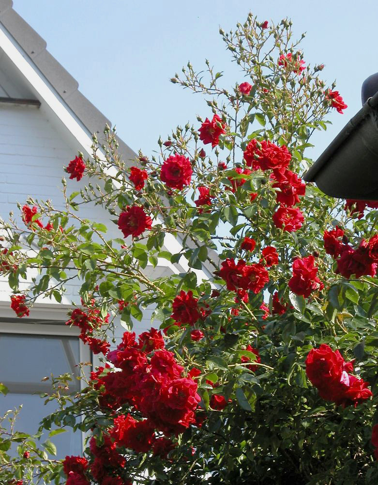 die Zaunkönige- rote Rosen en masse