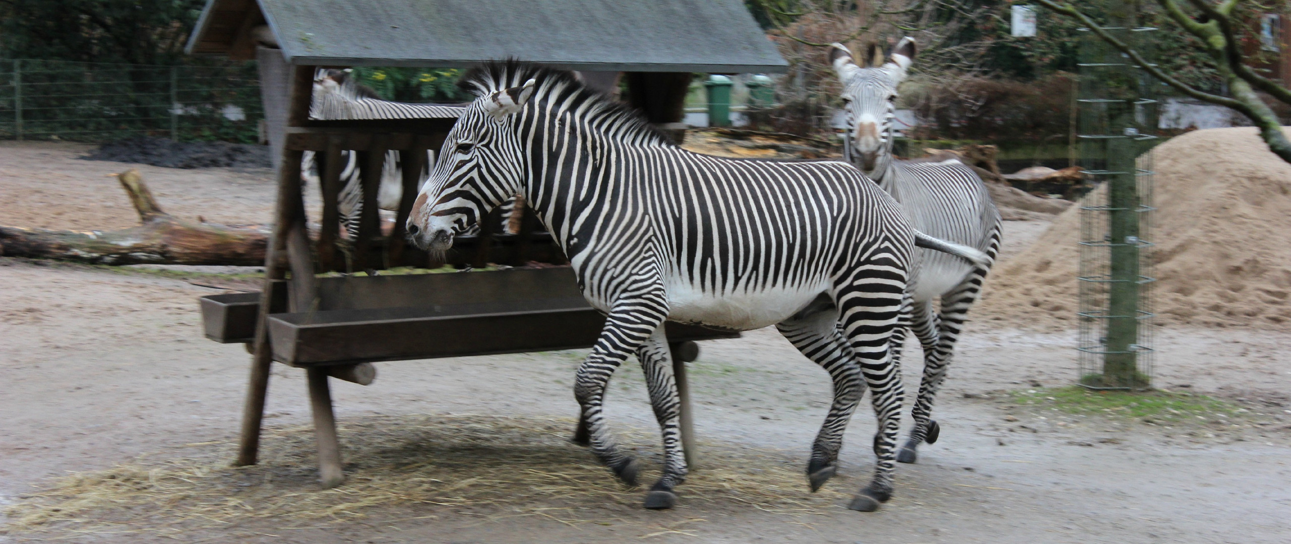 Die Zebra-Bande – Kölner Zoo.