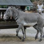 Die Zebra-Bande – Kölner Zoo.