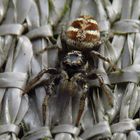 Die Zebra Springspinne