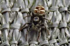 Die Zebra Springspinne