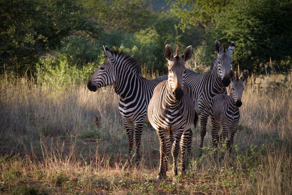 Die Zebrafamilie