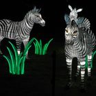 Die Zebras …