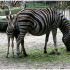 *Die Zebra's*