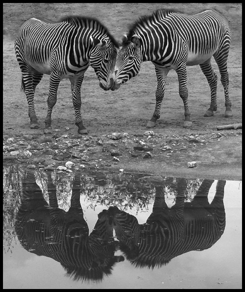 Die Zebras im Zoo tun es....