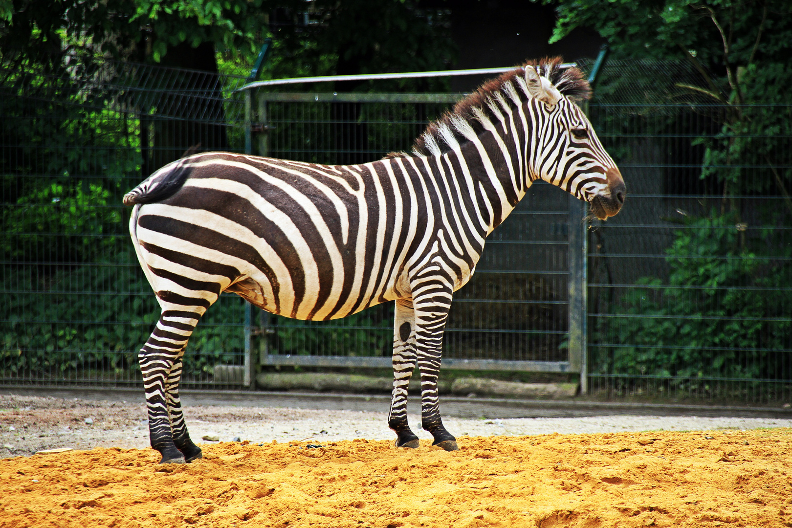 Die Zebras kommen !!!