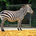 Die Zebras kommen !!!