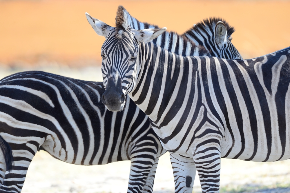 Die Zebras von Moremi