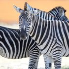 Die Zebras von Moremi