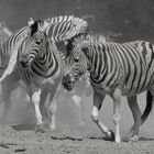 die Zebras waren heut'