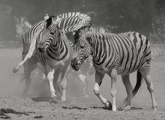 die Zebras waren heut'