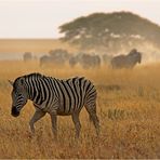 Die Zebras ziehen weiter