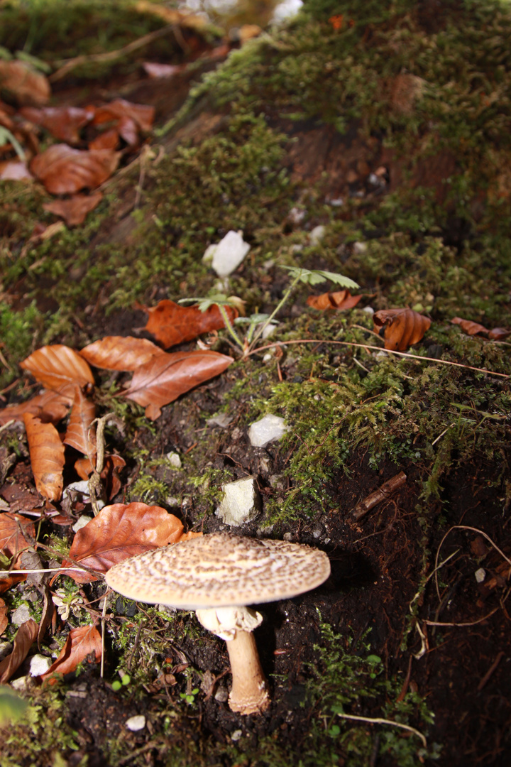 Die Zeichen des Herbstes ...