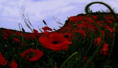 ...die Zeit, als der Mohn blühte...