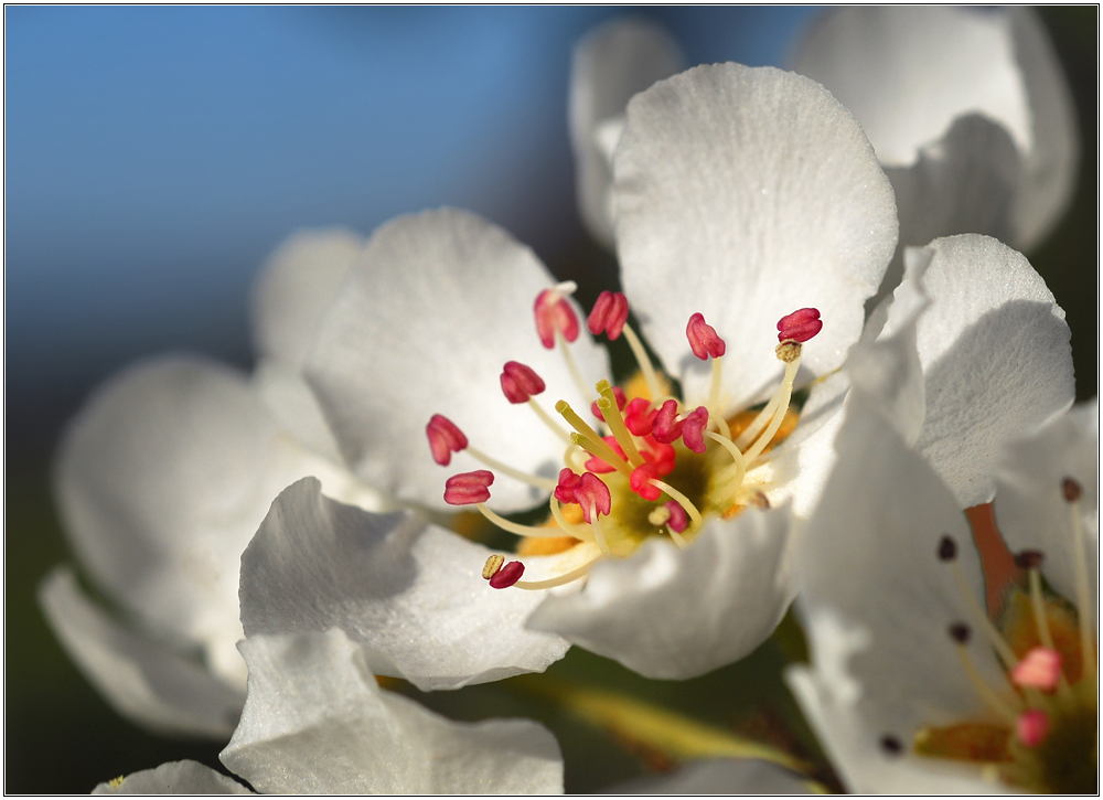 Die Zeit der Blüte...