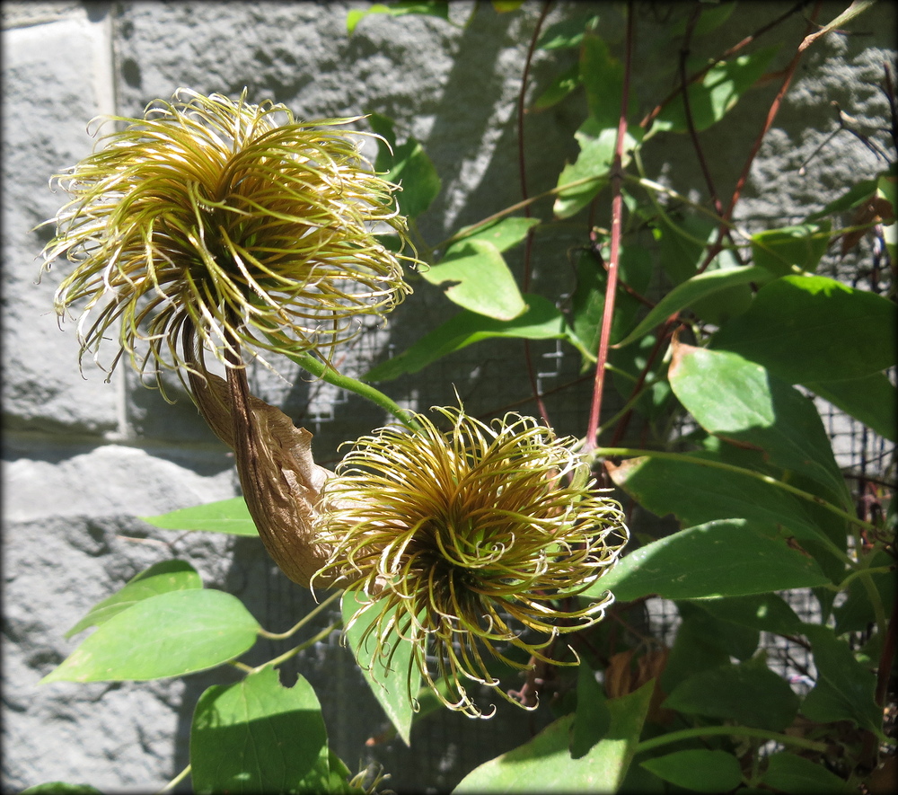 Die Zeit der Blüte ist vorbei - "Nielen"