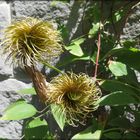 Die Zeit der Blüte ist vorbei - "Nielen"