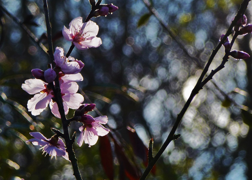 Die Zeit der Blüten