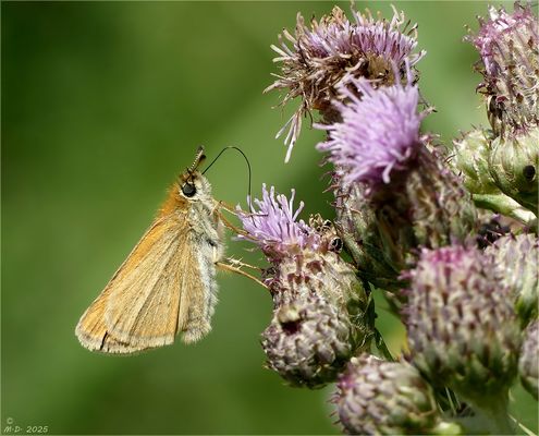 Die Zeit der ' Braun-Dickkopffalter',...