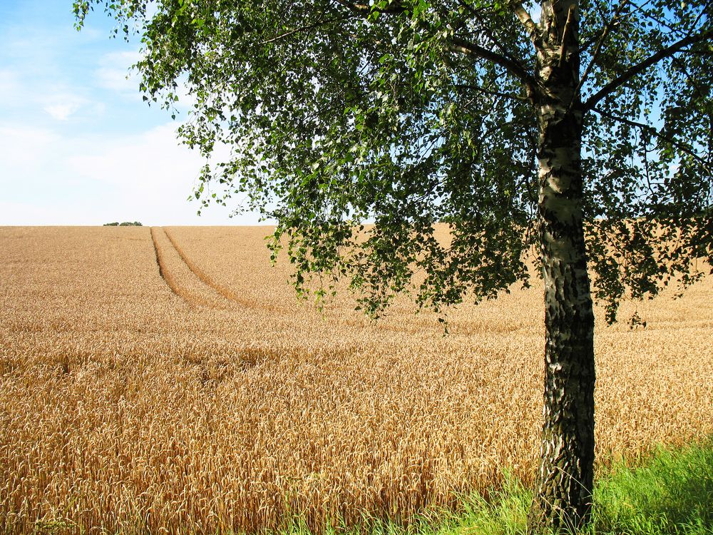 die Zeit der Ernte