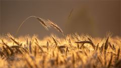 die Zeit der Ernte naht