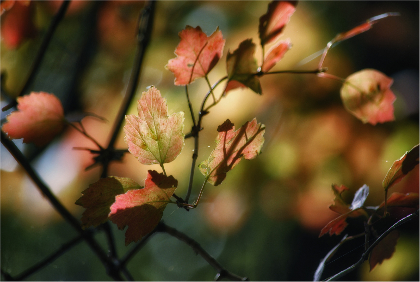 die Zeit der Farben ....