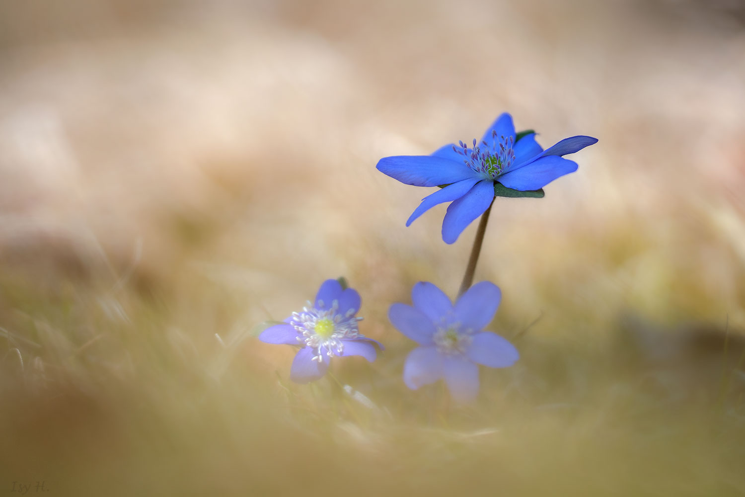 Die Zeit der Frühblüher......