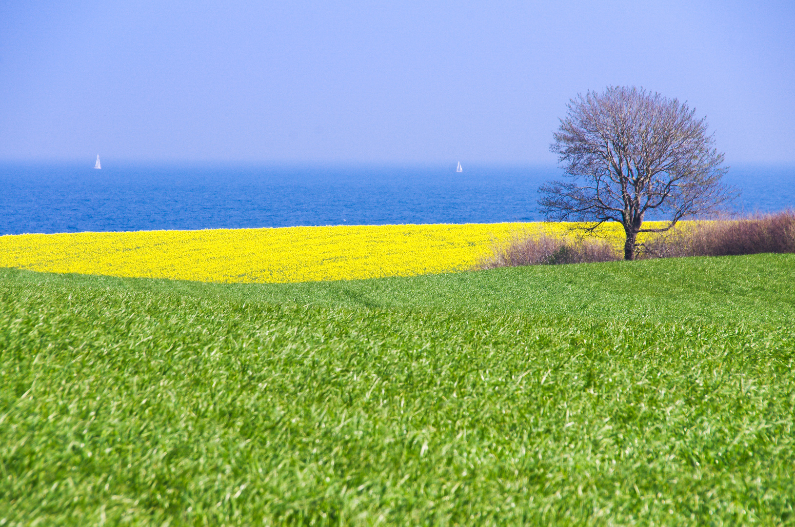 Die Zeit der gelben Blüte