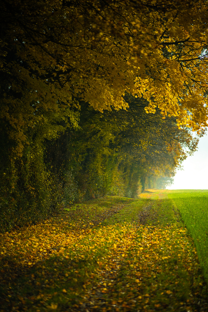  Die Zeit der gelben Farben