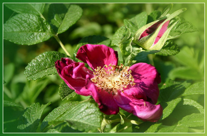 Die Zeit der Heckenrosen....