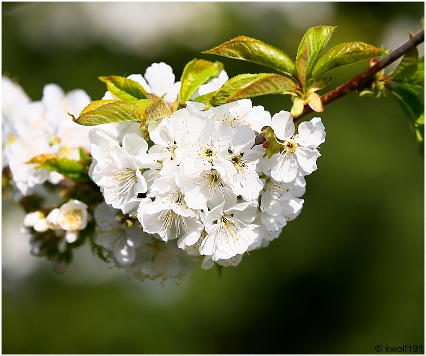 Die Zeit der Kirschblüte