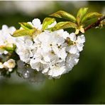 Die Zeit der Kirschblüte