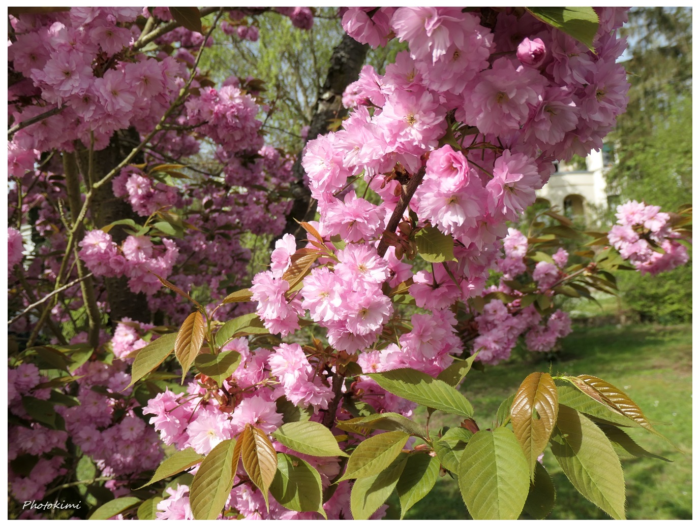 Die Zeit der Kirschblüten (I)