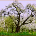 Die Zeit der Kirschblüten (VI)