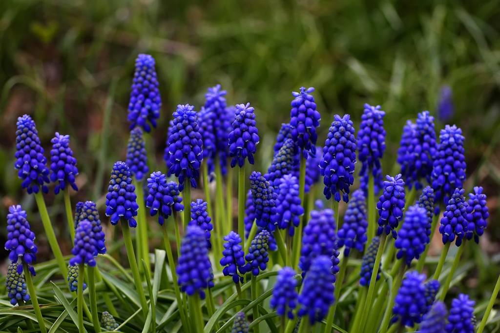 Die Zeit der kleinen Blauen