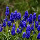 Die Zeit der kleinen Blauen