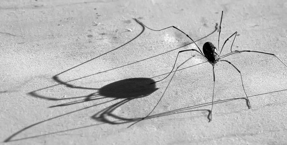 Die Zeit der langen Schatten