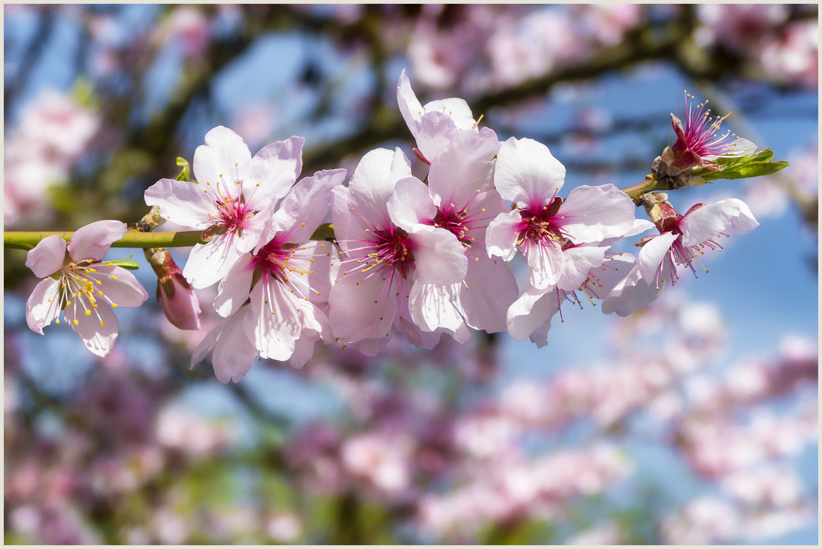 Die Zeit der Mandelblüten