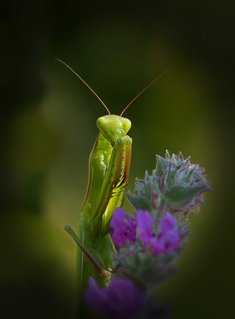 Die Zeit der Mantiden ist vorüber