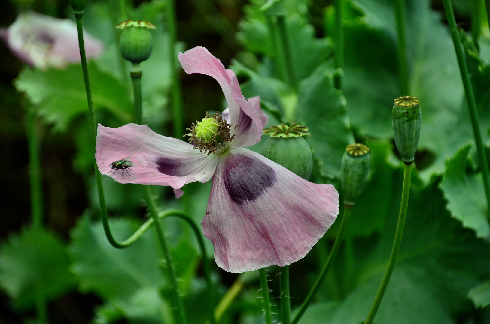 Die Zeit der Mohnblumen