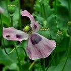 Die Zeit der Mohnblumen